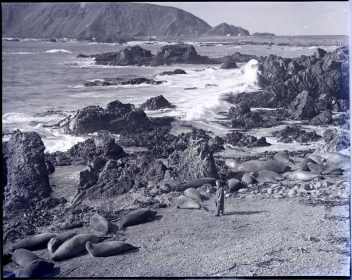 Tudor Collins at Macquarie Island