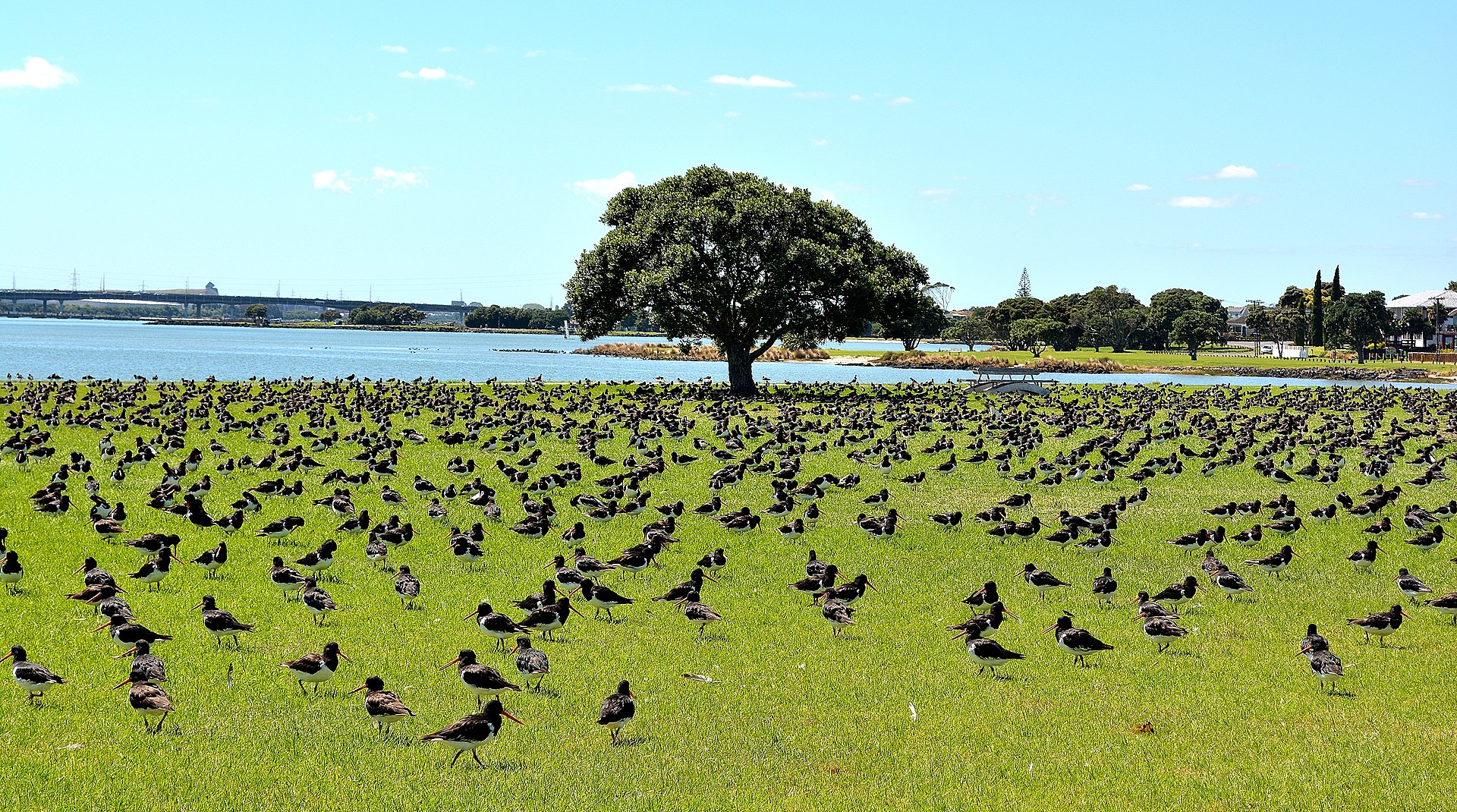 Oystercatchers at Mangere waterfront